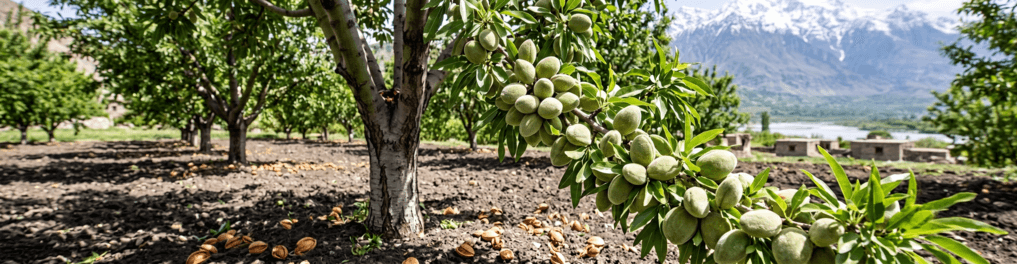 Aerial view of almond and walnut farm in Kashmir with mountains